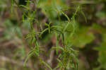 Panhandle meadowbeauty